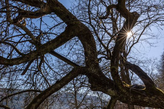 Alter Apfelbaum mit Sonnenstrahlen im Frühling