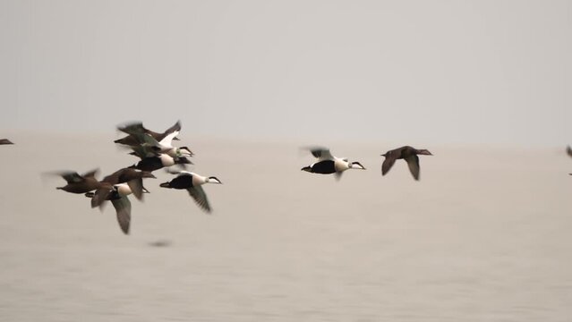 A group of common eiders (Somateria mollissima) flying above the sea - slow motion
