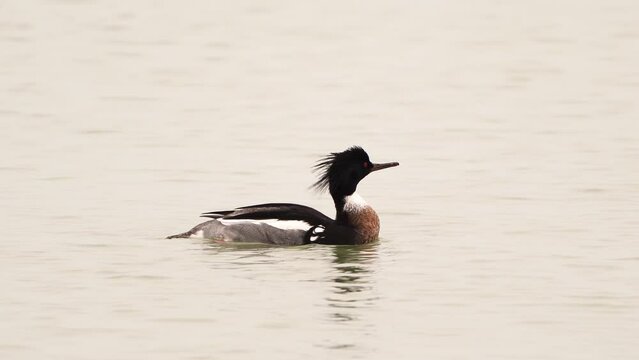 A male red-breasted merganser (Mergus serrator) polishing its feathers
