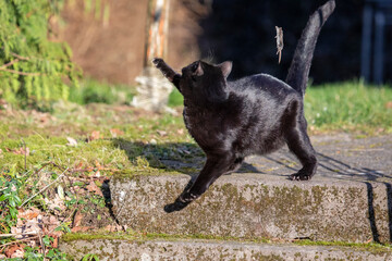 Kleine schwarze Katze jagt Maus im Garten