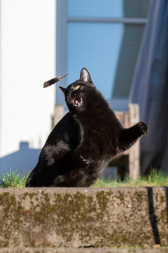 Kleine schwarze Katze jagt Maus im Garten