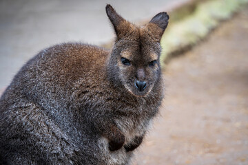 Naklejka premium Red-necked wallaby close-up. Portrait of a cute funny angry Bennett's wallaby or Macropus rufogriseus.