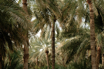 Date palm tree, traditional plantation, Middle East