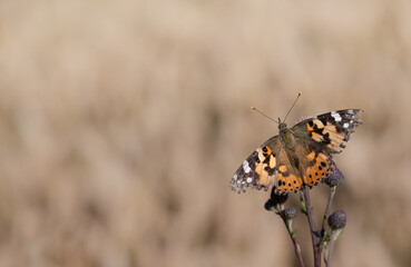 Close-up of an older Painted Lady (Vanessa cardui) whose wings are already frayed at the edges. The butterfly sits on a faded thistle in front of a light brown background