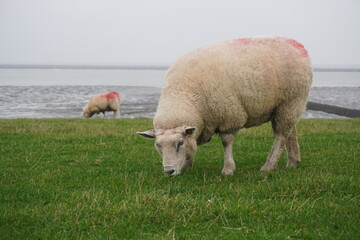 Schaf auf einer Weide am Meer