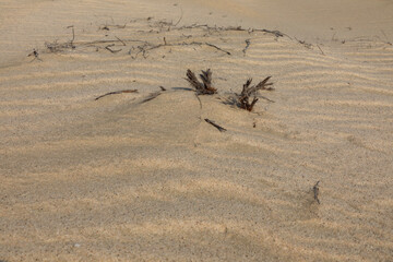 Plants and sand ripples in the Khor Al Adaid desert, Qatar