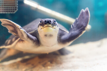 Two-clawed or pig-nosed turtle Carettochelys insculpta swims underwater