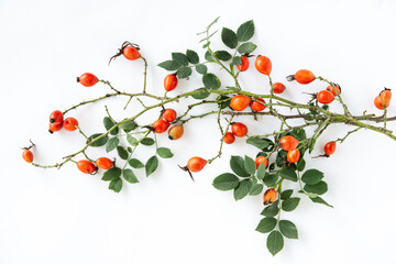 branch with Dog rose berries , bunch branch Rosehips  on white 
