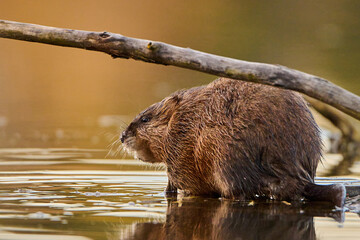 Muskrat perched on the trunk of a sunken tree.