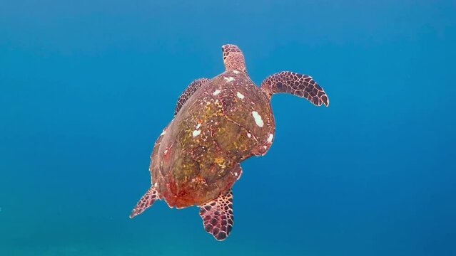 Swimming wild hawksbill sea (Eretmochelys imbricata) turtle in the blue ocean. Turtle underwater in the sea, video from scuba diving. Marine life.