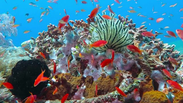 School of tropical fish on the colorful underwater coral reef. Scuba diving with sea wildlife. Marine life, reef with fish. Sea lily, corals and anthias fish.