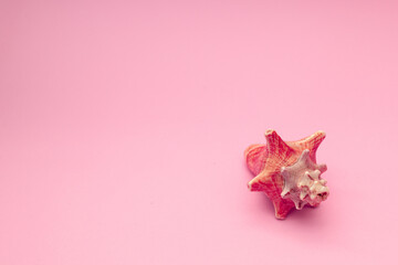 Pink seashell on a pink background