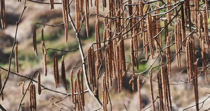 Chatons de noisetier (Corylus avellana) se balan&ccedil;ant sur des rameaux sans feuilles dans le froid de l'hiver
