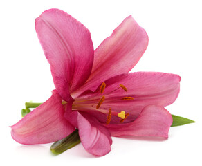 Fototapeta na wymiar Pink lily with leaves.
