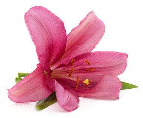 Pink lily with leaves.
