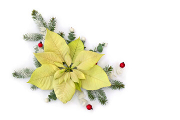 Christmas decoration. Flower of white yellow poinsettia, branch christmas tree, berries mistletoe,...