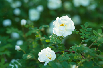 Delicate flowers of white roses on the branches of a bush on the blurry background on sunny day.White flowers on green bush.