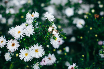 gold wedding rings and white daisies and green background