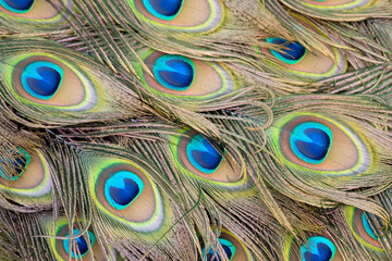 close up of beautiful peafowl feathers