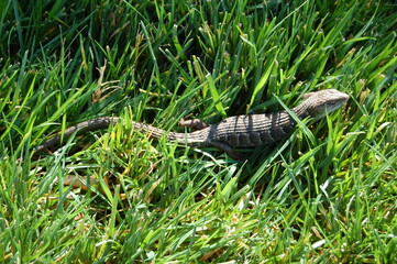 A southern alligator lizard crawling through the green grass in Ventura County, California. - obrazy, fototapety, plakaty