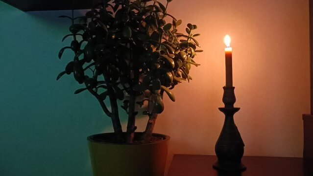  burning candle near the money tree