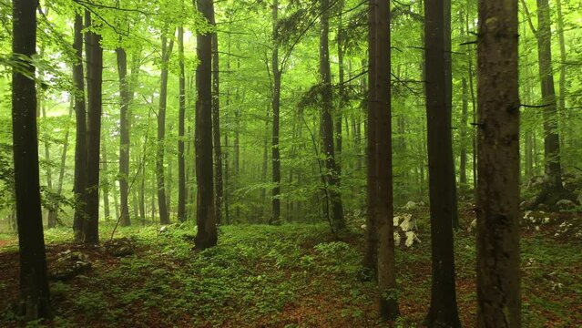 Green coloured morning beech tree forest landscape. Drone shot.