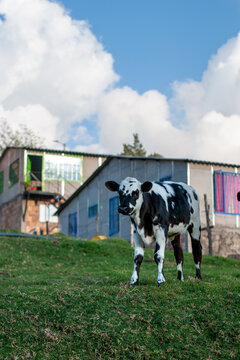 ternero vaca