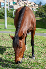 Obraz premium caballo 