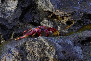 Rote Klippenkrabbe