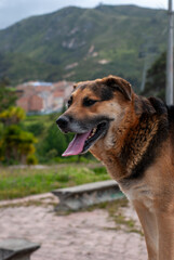 perro criollo feliz