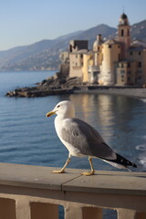 Seagull in Camogli 