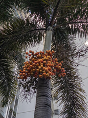 Syagrus romanzoffiana with fruits, called queen palm or cocos palm. In Brazilian Portuguese it is...