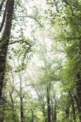 sunlight in the forest