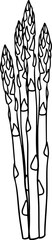 Illustration of a bunch of asparagus in a hand-drawn style.