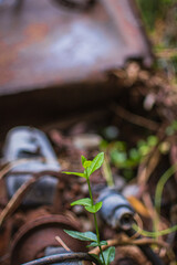 new life - plant in front of rusty car
