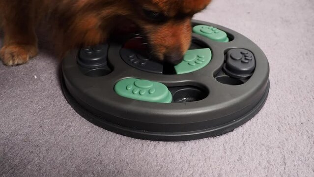 A smart young spitz dog is looking for tasty treats in an intelligent dog toy. Close-up.
