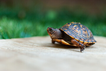 turtle on the grass