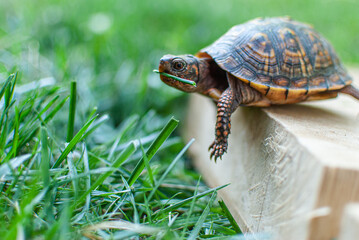turtle on the grass
