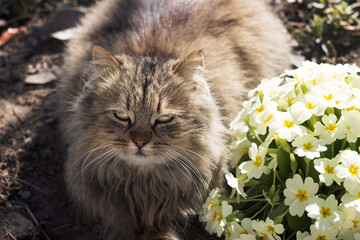 Naklejka na ściany i meble A fluffy cat rests on a lawn with yellow primrose flowers. Early spring background, concept