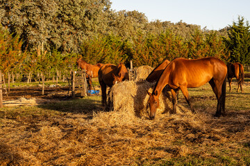 polo horses feeding in a stud