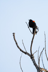 Red-winged blackbird on a tree branch