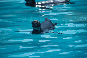 Penguin swimming in the water