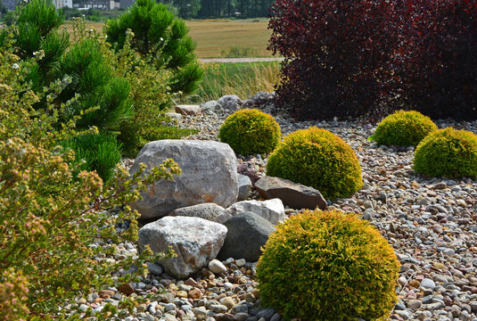 Tuja Golden Globe w żwirowym ogrodzie, żwirowa rabata z iglakami, ż&oacute;łta tuja kulista na rabacie (Thuja occidentalis), pebbles bed, Coniferous bushes in a flower bed in garden are covered with pebbles