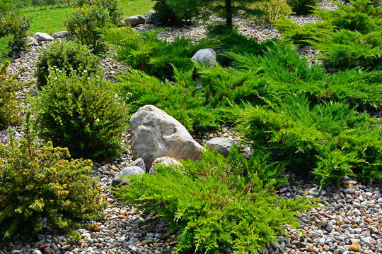 jałowce i pięciorniki na ogrodowej rabacie, (Potentilla, Juniperus), iglaki na rabacie, Coniferous bushes in a flower bed, flower bed with stones and coniferous plants