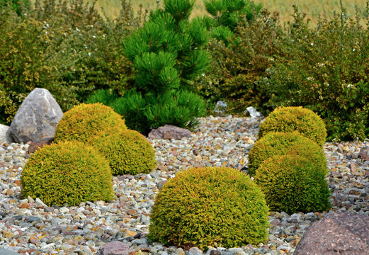 Tuja Golden Globe w żwirowym ogrodzie, żwirowa rabata z iglakami, ż&oacute;łta tuja kulista na rabacie (Thuja occidentalis), pebbles bed, Coniferous bushes in a flower bed in garden are covered with pebbles