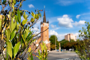 A cityscape with a church tower behind the leaves of an ornamental bush