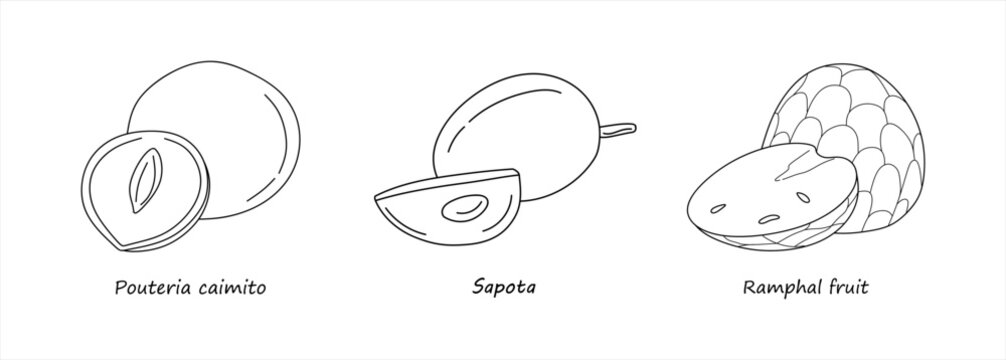 Set of hand drawing fruits Pouteria caimito, Sapota, Ramphal isolated on white background. Line art organic fruits icon. Linear healthy fruits collection. Vector illustration