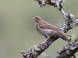 Meadow pipit /Anthus pratensis
