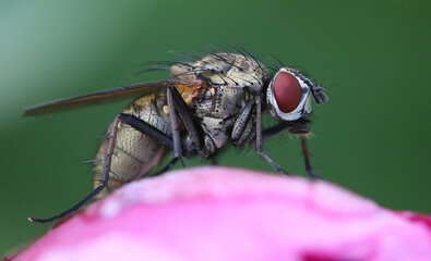 Close up of a fly standing on a rose on a bright sunny days with blurred green background