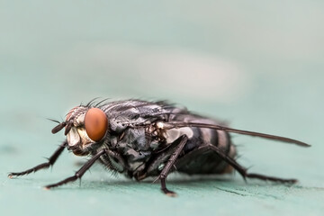 Close up of a fly on a bright sunny days with blurred green background